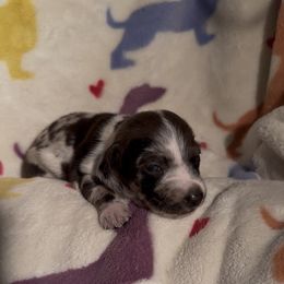 Opal - Dapple female Dachshund puppy in Los Angeles, California from Dachshunds of the Desert