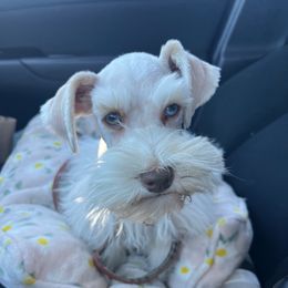 Syd - Miniature Schnauzer