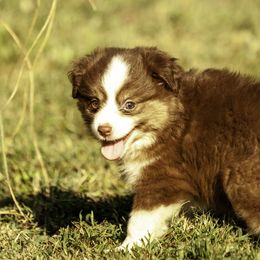 Boy 2 - Red tri-color male Miniature American Shepherd puppy in Franklinville, North Carolina from Fine Hill Miniature Americans