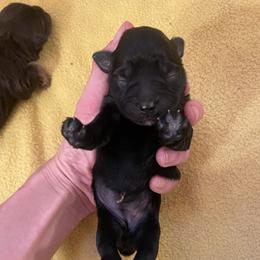 Girl 1 - Black female Miniature Schnauzer puppy in Malvern, Arkansas from Deep South Miniature Schnauzers