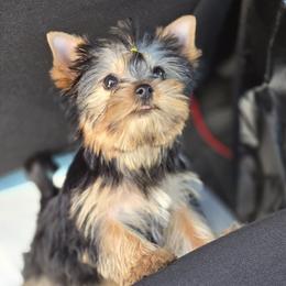 Little Abigail - Black and gold female Yorkshire Terrier puppy in Kissimmee, Florida from Twilights Yorkies FL
