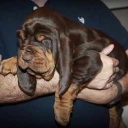Bloodhound and Mastiff Puppies from Teoc Bloodhounds and Mastiffs