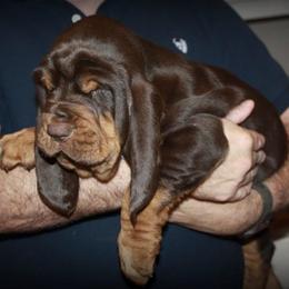 Bloodhound and Mastiff Puppies from Teoc Bloodhounds and Mastiffs