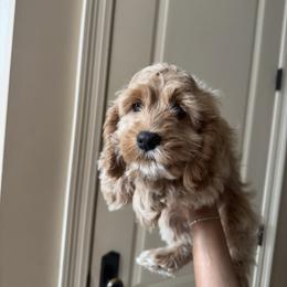 Saint - Red and white male Cockapoo puppy in Mobile, Alabama from Ace of Spades Yorkies