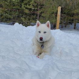 Ice - Siberian Husky