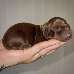 Echo - Chocolate male Dachshund puppy in Augusta, Georgia from Cherokee Hill Dachshunds
