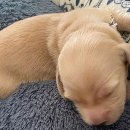 Roxy white collar - Cream female Dachshund puppy in Lake Mary, Florida from Lakeside Doxies