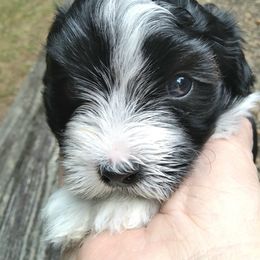 Havanese Puppies from Endearing Havanese