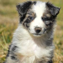 Green boy - Blue merle male Australian Shepherd puppy in Clarkrange, Tennessee from Vom Wolff