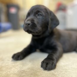 Labrador Retriever Puppies from Brush Creek Retrievers