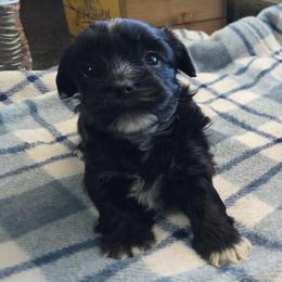 KB Black Male - Parti male Yorkshire Terrier puppy in Lakeland, Florida from You Me & The Yorkies
