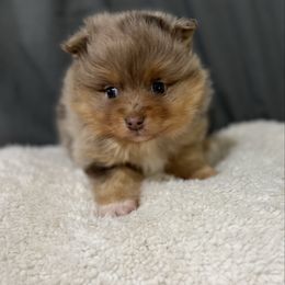 Oliver (Oli) - Chocolate merle male Pomeranian puppy in Kosciusko, Mississippi from Prancing Poms