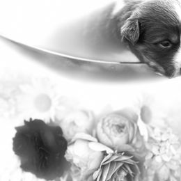 Australian Shepherd Puppies from Discovery Hill Australian Shepherds