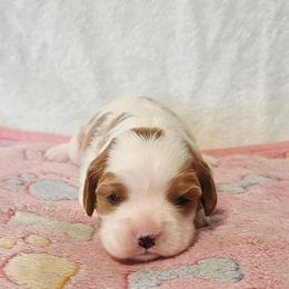 Saddie - Blenheim female Cavalier King Charles Spaniel puppy in Pennsylvania from Julie's Cavalier King Charles Spaniels