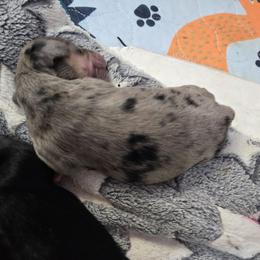 Dapple Male - Dapple male Dachshund puppy in Fulton, Missouri from New Hope Dachshund Puppies