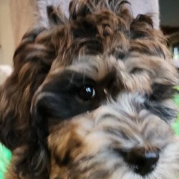 Bandit - Merle Australian Labradoodle puppy in Molalla, Oregon from TBM Farms