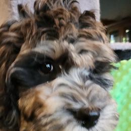 Bandit - Merle Australian Labradoodle puppy in Molalla, Oregon from TBM Farms
