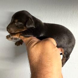 Lover Boy - Black and tan male Dachshund puppy in South Haven, Kansas from Keen's Dachshunds