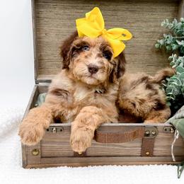 Mocha - Chocolate merle female Bernedoodle puppy in Statesville, North Carolina from Doodle Babies