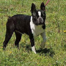 Ziva - Black and white female Boston Terrier puppy in Billings, Missouri from Azaleas Euro Boxers & Boston Terriers