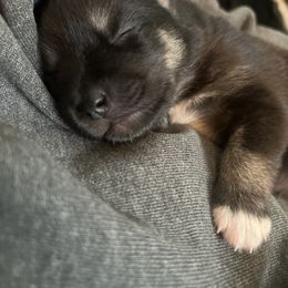Pomsky Puppies from SeattlePomskies