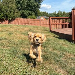 Roxy - Buff and white female Cocker Spaniel puppy in Floyds Knobs, Indiana from Sweet Tails