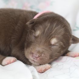 Latte - Red and white female Alaskan Malamute puppy in Independence, Virginia from New River Valley Malamutes