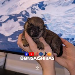 KAZU - Red male Shiba Inu puppy in Minnesota from BonsaiShibas