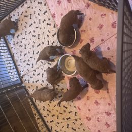 Girl 3 - Red  female Poodle puppy in Canterbury, Connecticut from Diamonds in the Sky