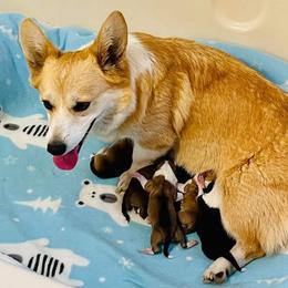 Peaches - Pembroke Welsh Corgi