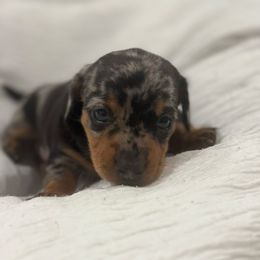 Dachshund puppies from Cotton Patch Ridge