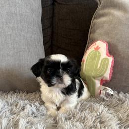 Shih Tzu Puppies from DESERT ROYAL SHIH TZU