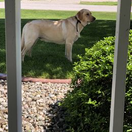 Labrador Retriever Puppies from Cary’s Buck Creek Retrievers