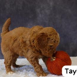 Taylor - Red  female Goldendoodle puppy in Mint Hill, North Carolina from DoodleForever