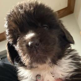 Raisin - Brown male Newfoundland puppy in Saukville, Wisconsin from Crossroads Canines ~ Newfoundland Dogs