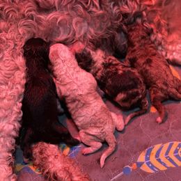 Aussiedoodle puppies from Forever Aussies and A Doodle