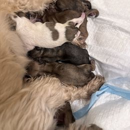 Girl 1 - Silver gold and white female Shih Tzu puppy in Kennewick, Washington from Elizabeth's pups