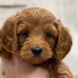 Goldendoodle Puppies from Coal Country Doodles