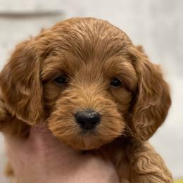 Goldendoodle Puppies from Coal Country Doodles