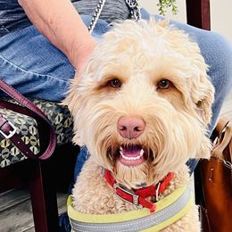 Ollie - Australian Labradoodle