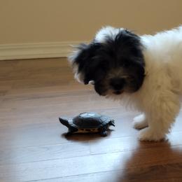 Coton de Tulear Puppies from Coton Country