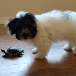 Coton de Tulear Puppies from Coton Country