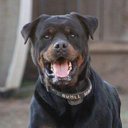Rottweilers from De Los Rios Rottweilers