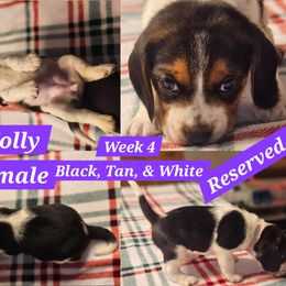 Molly-Purple-Female - Black white and tan female Beagle puppy in Bemidji, Minnesota from Nse Farms Beagles