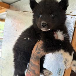Boy 1 - Black and white male Siberian Husky puppy in Uhland, Texas from Siberian Huskies