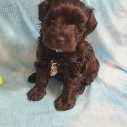Miniature Schnauzer Puppies from Flyover Farms