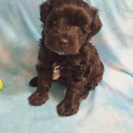 Miniature Schnauzer Puppies from Flyover Farms