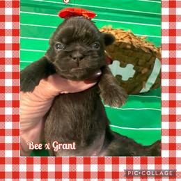 Dolly - Liver female Shih Tzu puppy in Beatrice, Nebraska from I Shih Tzu Not Puppies
