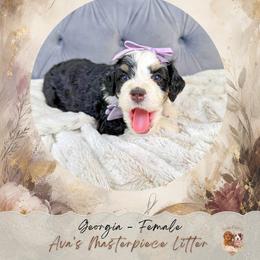Georgia - Tri-color female Bernedoodle puppy in Norcross, Georgia from Teddy Puppies