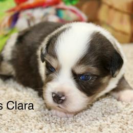 Miss Clara - Blue merle female Miniature Australian Shepherd puppy in Ronan, Montana from Dirt Road Aussie’s of Montana